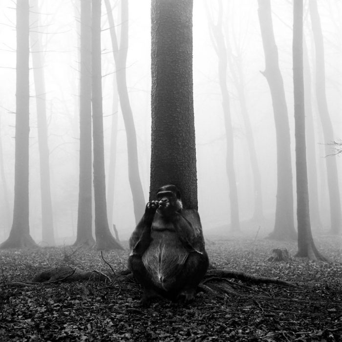 Animalitos del zoológico fotografías editadas para liberarlos