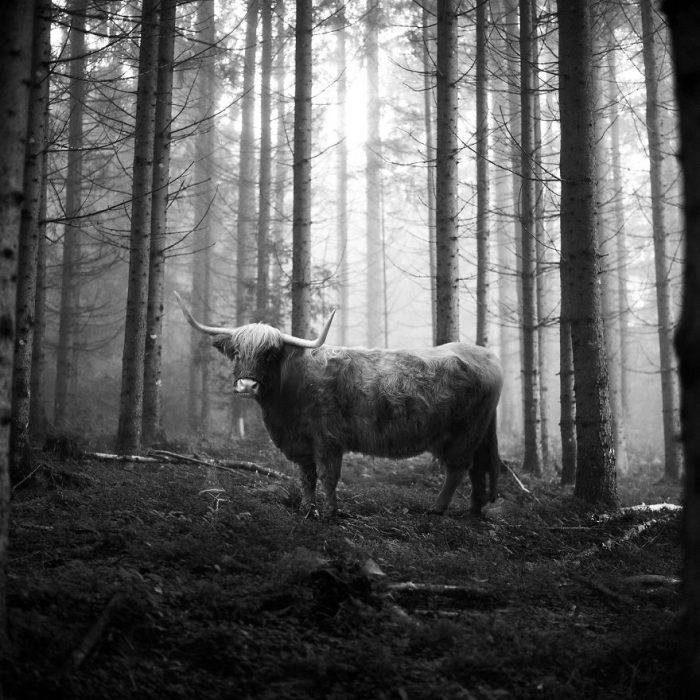 Animalitos del zoológico fotografías editadas para liberarlos