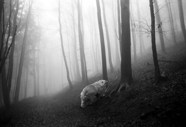 Animalitos del zoológico fotografías editadas para liberarlos