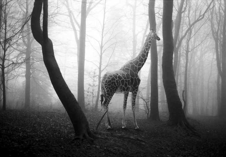 Animalitos del zoológico fotografías editadas para liberarlos