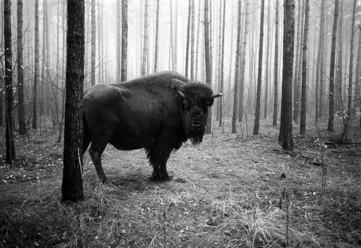 Animalitos del zoológico fotografías editadas para liberarlos