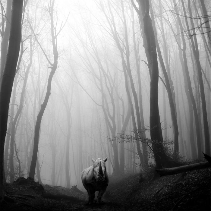 Animalitos del zoológico fotografías editadas para liberarlos