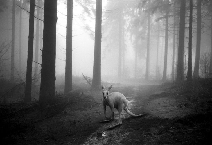 Animalitos del zoológico fotografías editadas para liberarlos