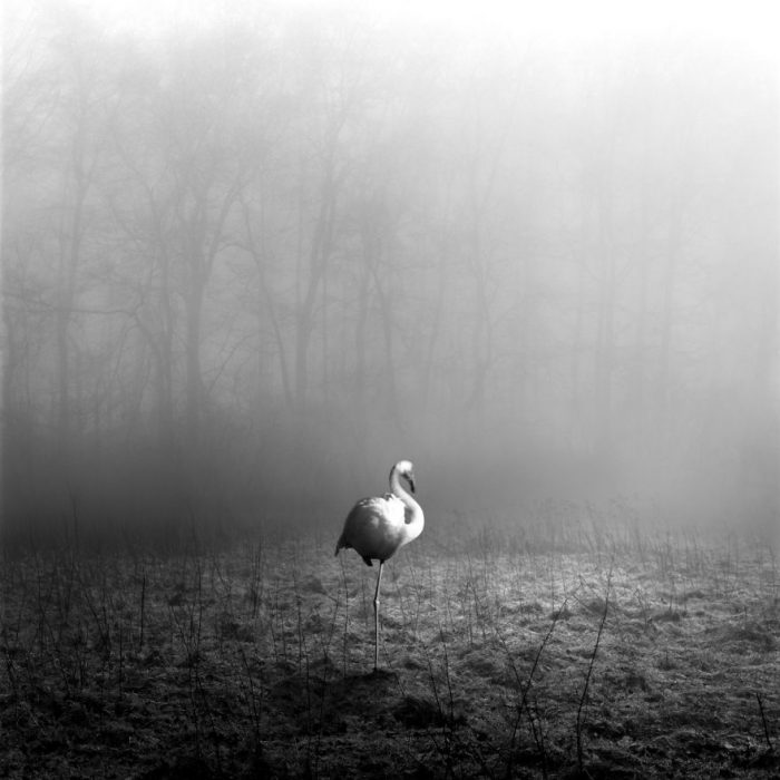 Animalitos del zoológico fotografías editadas para liberarlos