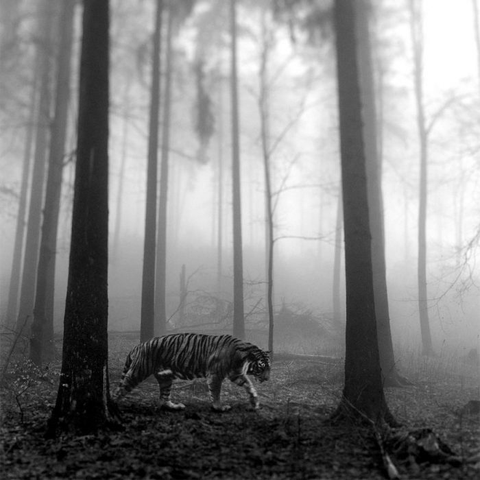 Animalitos del zoológico fotografías editadas para liberarlos