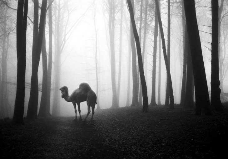 Animalitos del zoológico fotografías editadas para liberarlos