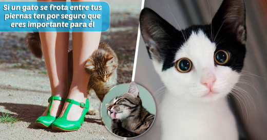 El poder de los gatos