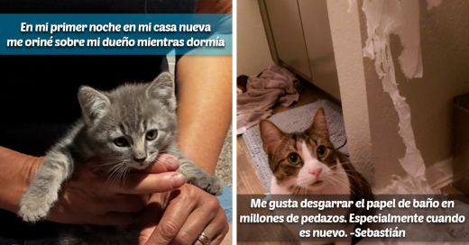 Gatos de la vergüenza