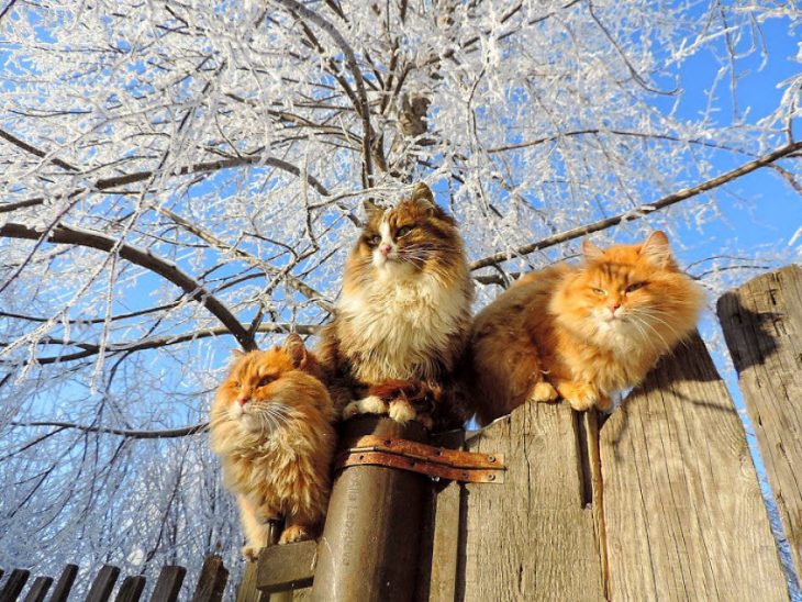 gatos arbol congelado