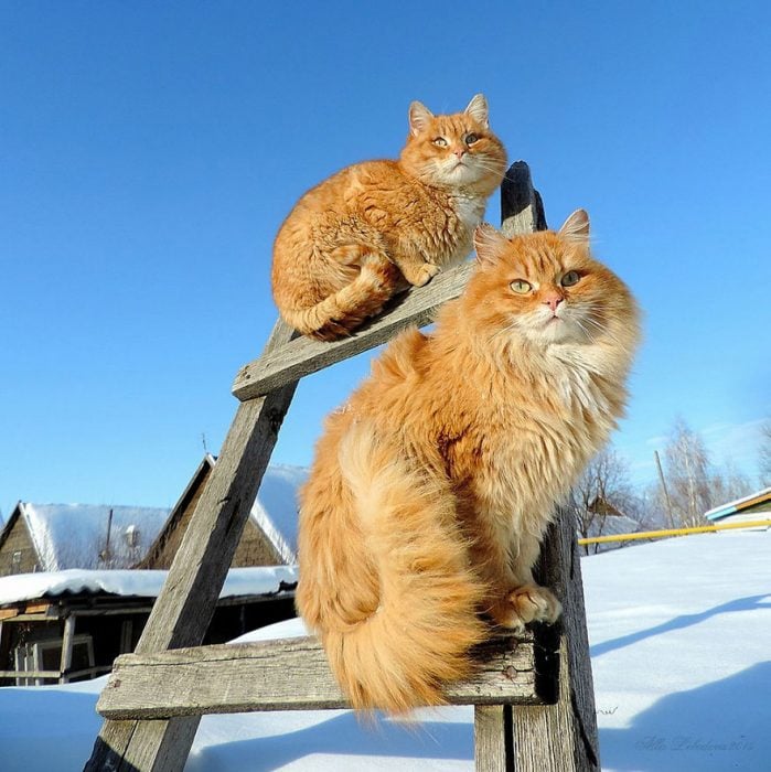 gatos escalera