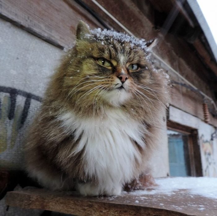 gato con nieve