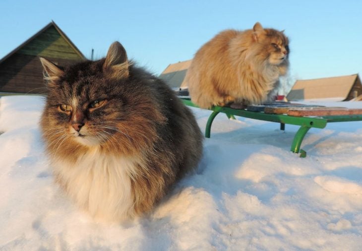 gatos en nieve