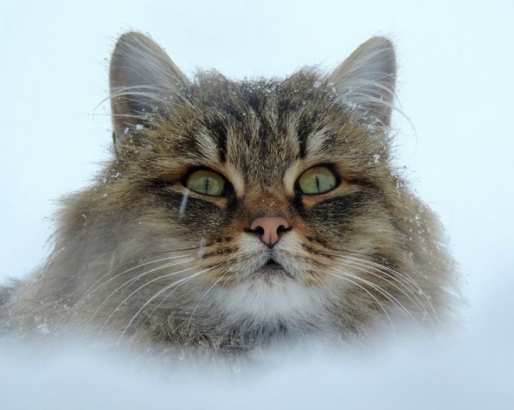 gato siberiano