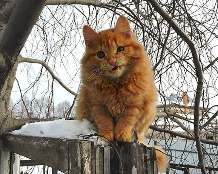 gato viendo a la càmara