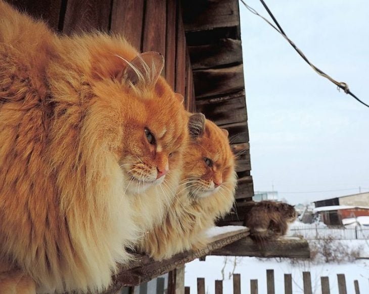 gatos de perfil