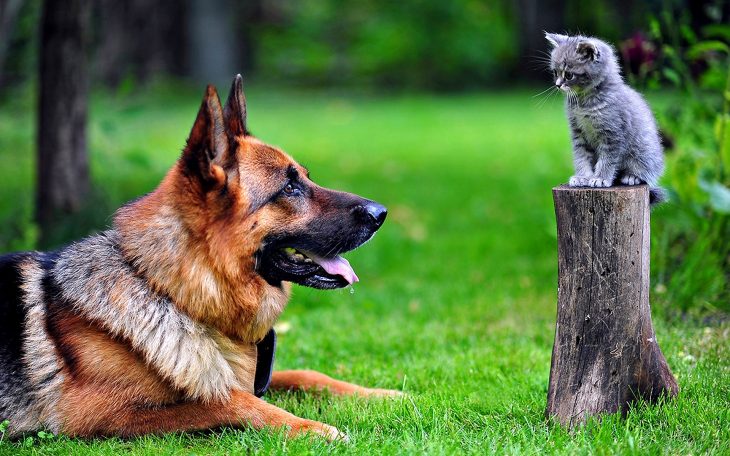 pastor y gato