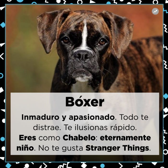 Perro bóxer