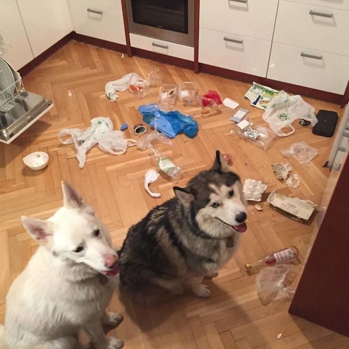 perrito que hace un desastre cuando está solo