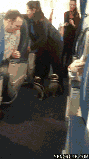 animales en un avión
