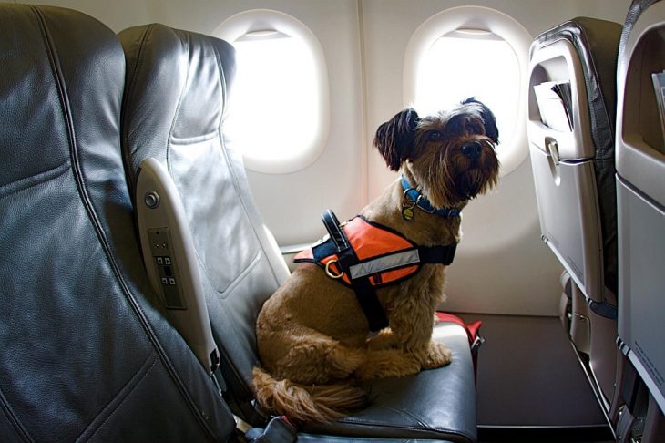 perrito en un avión