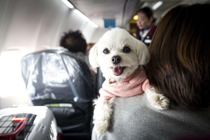 perrito en un avión