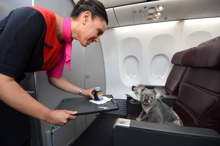 koala avión