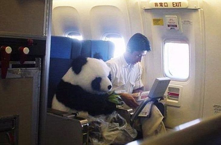 oso panda en un avión