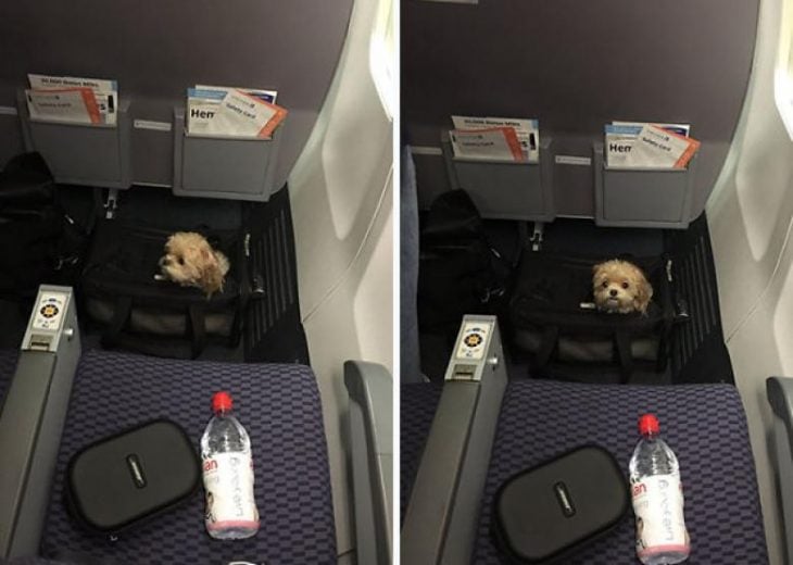 perrito en un avión