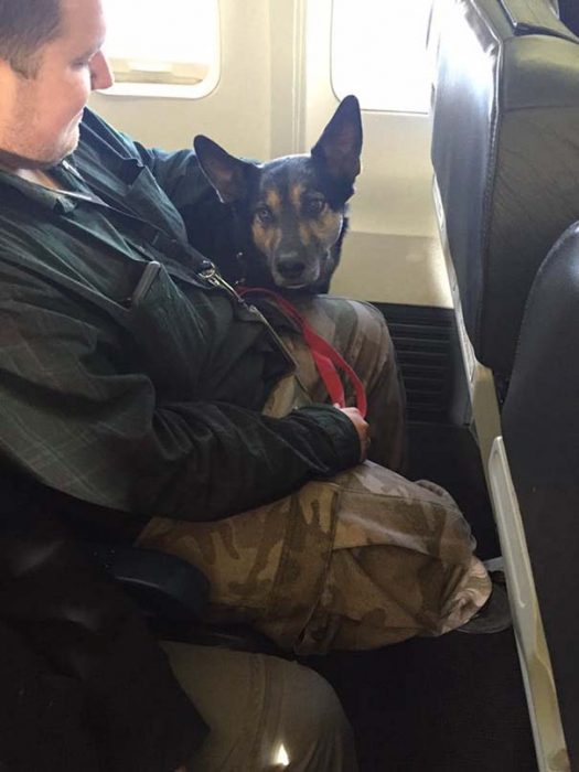 perrito en un avión