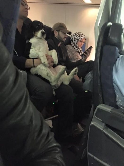 perrito en el avión