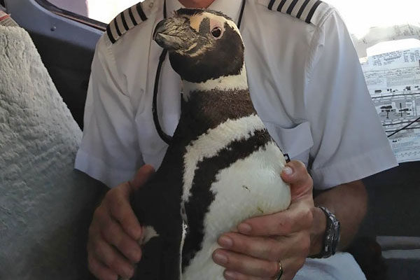 pingúino en el avión
