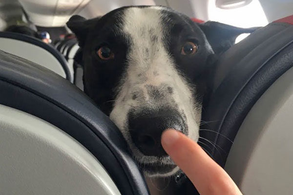 perrito en avión