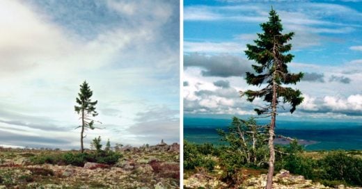 Cover UN ÁRBOL DE 9.550 AÑOS HALLADO EN SUECIA ES EL MÁS VIEJO DEL MUNDO