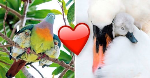 Cover Amorosas madres repletas de plumas que te enternecerán