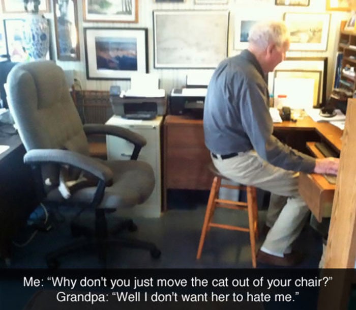 gato en silla