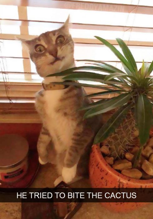 gato cactus