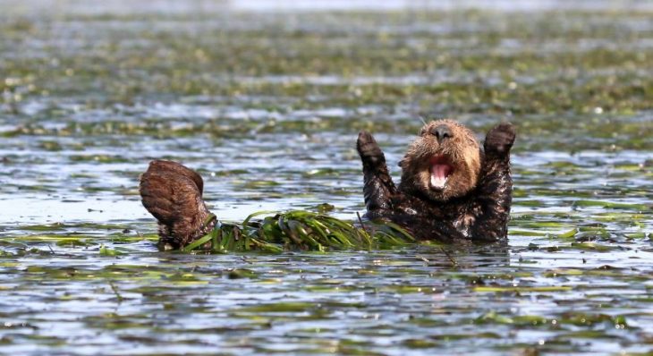 nutria