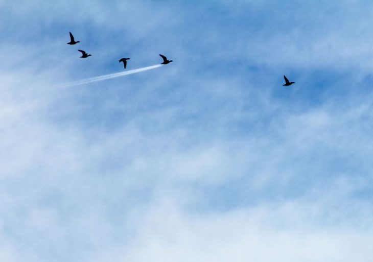 patos volando