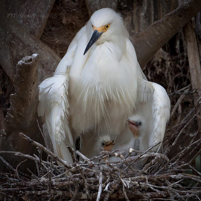 Aves cuidando de sus bebés
