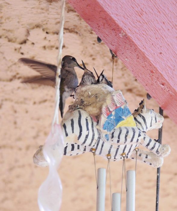 Aves cuidando de sus bebés