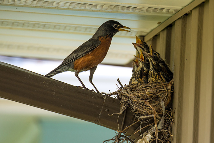 Aves cuidando de sus bebés