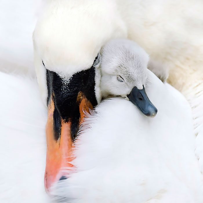 Aves cuidando de sus bebés