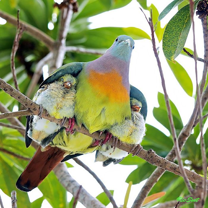 Aves cuidando de sus bebés