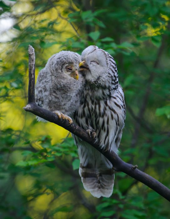 Aves cuidando de sus bebés