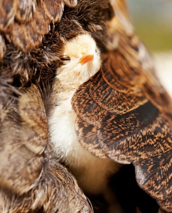 Aves cuidando de sus bebés