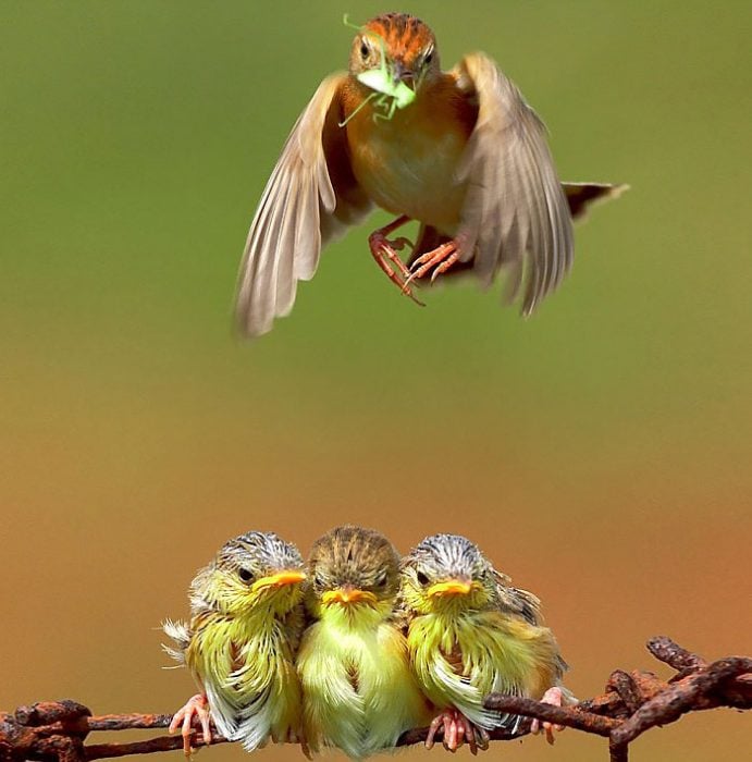 Aves cuidando de sus bebés