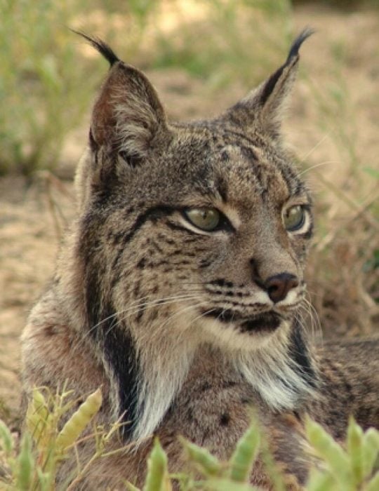 Fotógrafo toma imágenes de animales en peligro de extinción