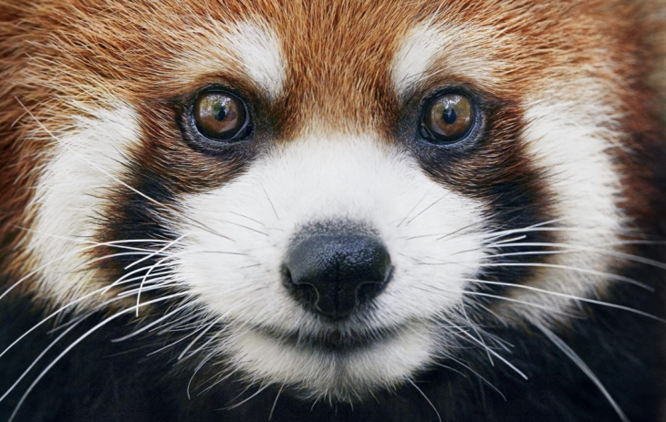 Fotógrafo toma imágenes de animales en peligro de extinción