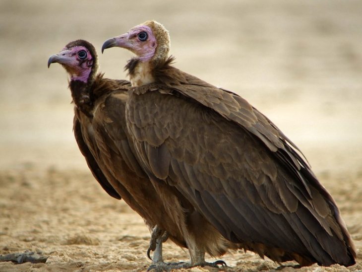 Fotógrafo toma imágenes de animales en peligro de extinción