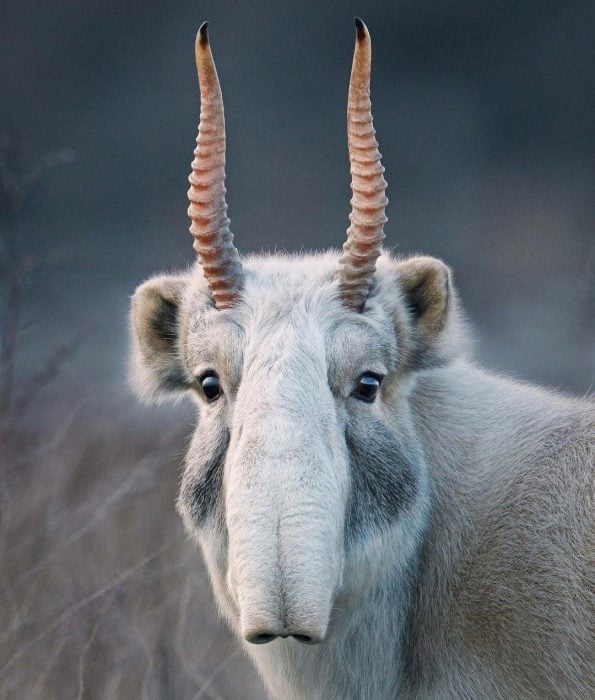 Fotógrafo toma imágenes de animales en peligro de extinción